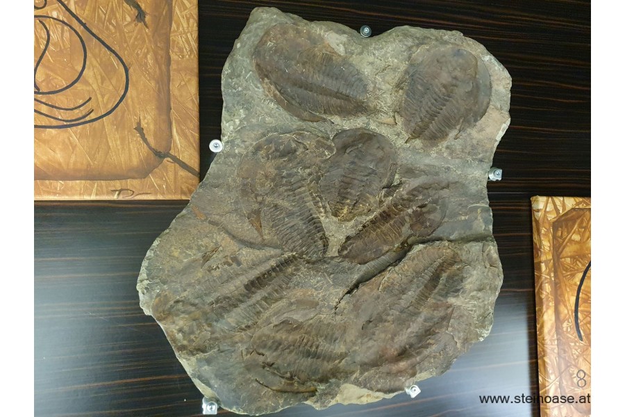 Trilobiten Platte versteinert XL